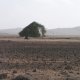 39- Un arbre sculpte par le vent 
